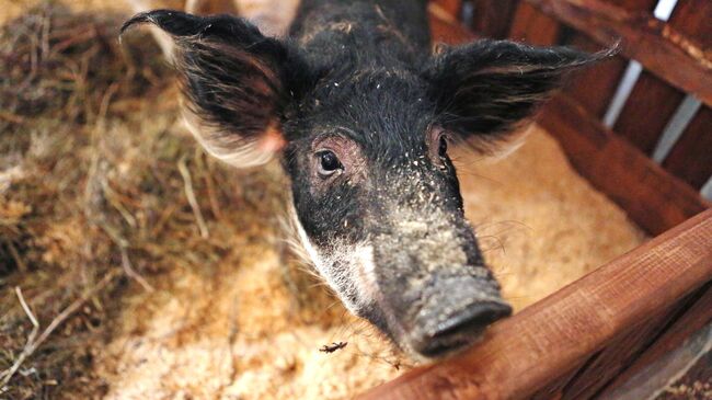 A Pig's Snout is its Fingerprint: New AI System Transforms Livestock Monitoring